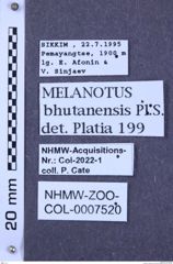 Etiketten zu Melanotus bhutanensis (NHMW-ZOO-COL-0007520)